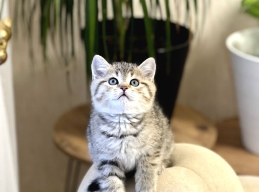 Muhteşem Güzelli̇k Bri̇ti̇sh Golden Tabby Yavrumuz görsel
