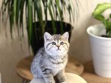 MUHTEŞEM GÜZELLİK BRİTİSH GOLDEN TABBY YAVRUMUZ