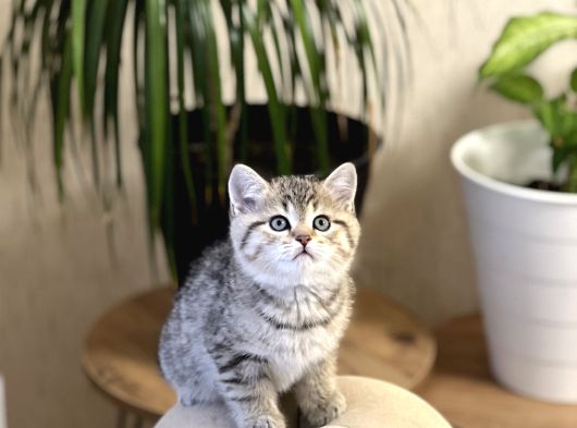 Muhteşem Güzelli̇k Bri̇ti̇sh Golden Tabby Yavrumuz