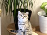 Muhteşem Güzelli̇k Bri̇ti̇sh Golden Tabby Yavrumuz