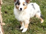 Blue merle border collie yavru