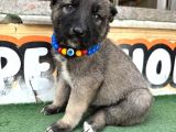 Anadolu Çoban Köpeği̇  Kangal Yavrular Mevcut