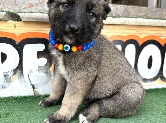 Anadolu Çoban Köpeği̇  Kangal Yavrular Mevcut görsel