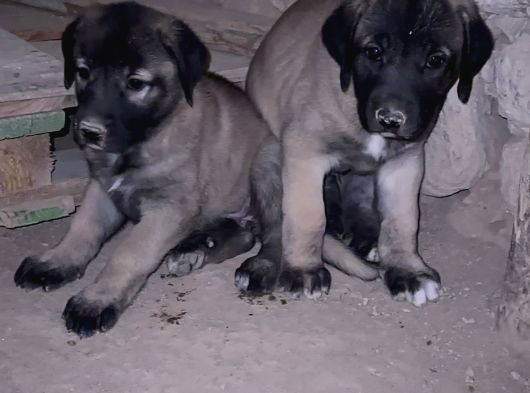 Anadolu Çoban Köpeği̇  Kangal Yavrular Mevcut görsel