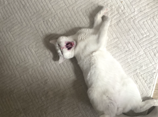 British Ucretsiz Kedi görsel