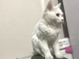 British Ucretsiz Kedi