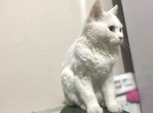British Ucretsiz Kedi görsel