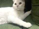 British Ucretsiz Kedi