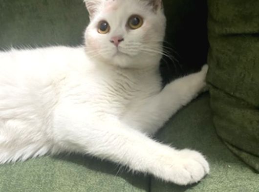British Ucretsiz Kedi görsel