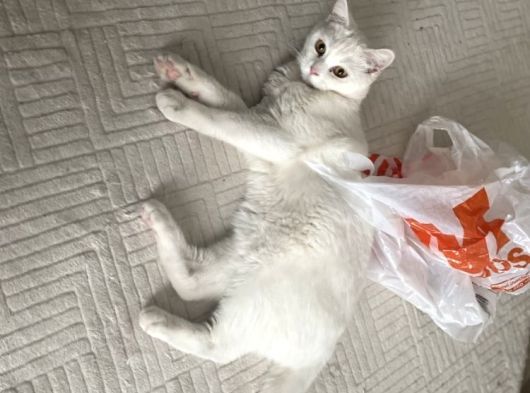 British Ucretsiz Kedi görsel