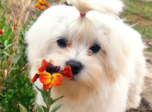 Maltese Terrier Yavruları Mama Ve Malzeme Kampanyali görsel