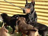 Şampiyon soydan doberman yavrular