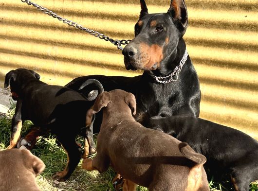 Şampiyon Soydan Doberman Yavrular