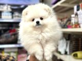 Pomeranian ayı surat kar beyaz yavrumuz