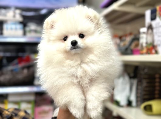 Pomeranian Ayı Surat Kar Beyaz Yavrumuz