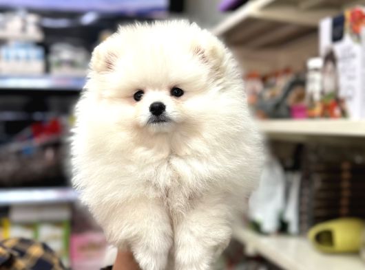 Pomeranian Ayı Surat Kar Beyaz Yavrumuz görsel