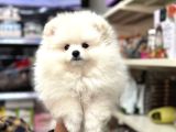 Pomeranian Kar Beyaz Yavrumuz Irk Garantili