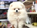 Pomeranian Kar Beyaz Yavrumuz Irk Garantili