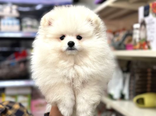 Pomeranian Kar Beyaz Yavrumuz Irk Garantili görsel
