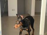 Hazır Doberman Europan King Yavru