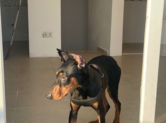 Hazır Doberman Europan King Yavru görsel