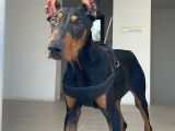 Hazır doberman Europan king yavru