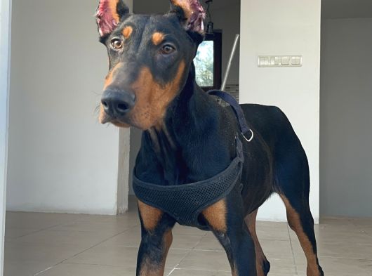 Hazır Doberman Europan King Yavru
