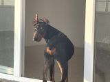 Hazır Doberman Europan King Yavru