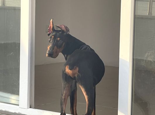 Hazır Doberman Europan King Yavru görsel