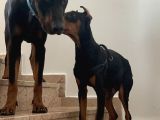King Doberman