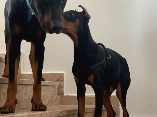 King Doberman görsel