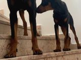 King Doberman