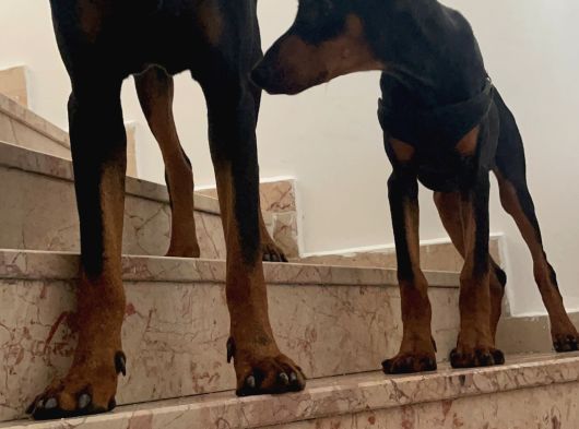 King Doberman görsel