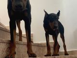 King Doberman