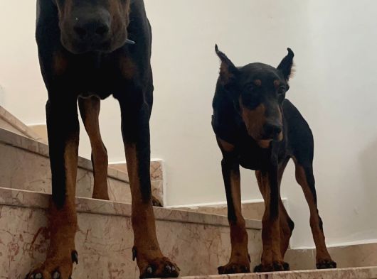 King Doberman görsel