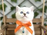Safkan Bri̇ti̇sh Shorthai̇r Pamuğum