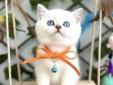 SAFKAN BRİTİSH SHORTHAİR PAMUĞUM