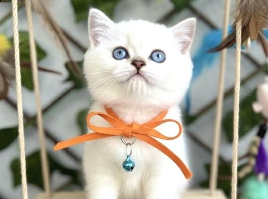 Safkan Bri̇ti̇sh Shorthai̇r Pamuğum
