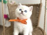 Safkan Bri̇ti̇sh Shorthai̇r Pamuğum