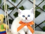 Safkan Bri̇ti̇sh Shorthai̇r Pamuğum
