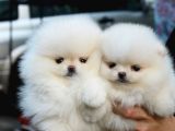 Pomeranian kar beyaz ve orange yavrularımız