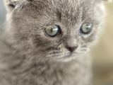 Büyümeyen Kedi Munchkin Kedisi Özel Tür
