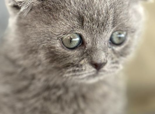 Büyümeyen Kedi Munchkin Kedisi Özel Tür görsel