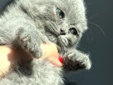 Büyüneyen Kedi Munchkin Kedileri