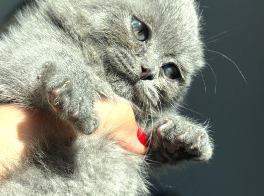 Büyümeyen Kedi Munchkin Kedisi Özel Tür görsel