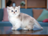 British Shorthair Silver Ve Silver Point yavrular