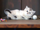 British Shorthair Silver Ve Silver Point Yavrular