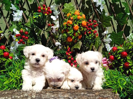 Maltese Terrier Yavruları Mama Ve Malzeme Kampanyali görsel