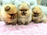 Pomeranian Kar Beyaz Ve Orange Yavrularımız