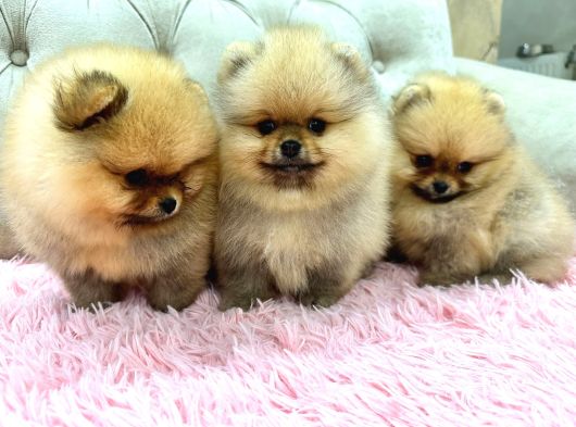 Pomeranian Kar Beyaz Ve Orange Yavrularımız görsel